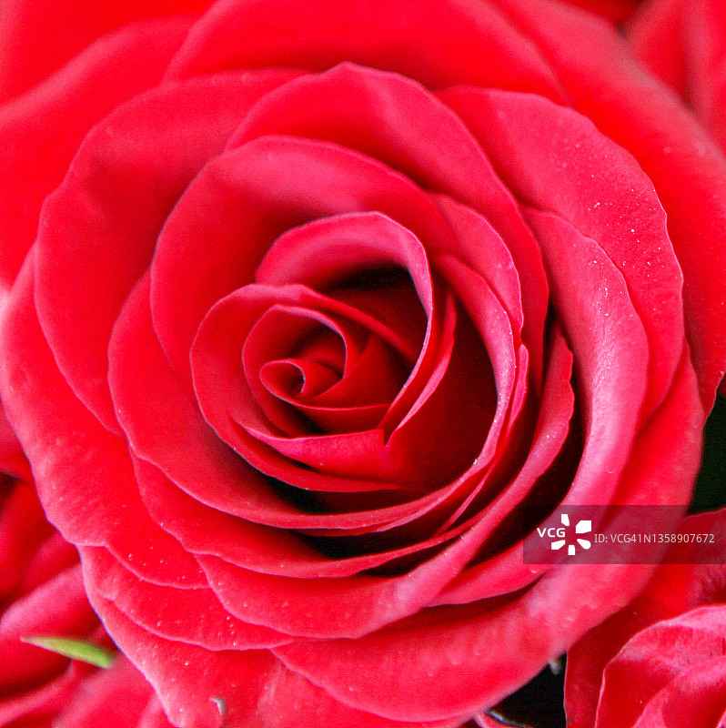 玫瑰纹理图片图片素材