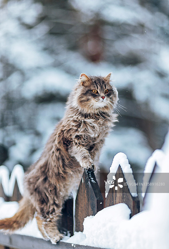 灰色毛茸茸的猫走在冬季森林附近的木制积雪栅栏上图片素材