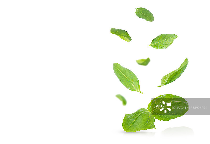 白色背景下的罗勒叶图片素材