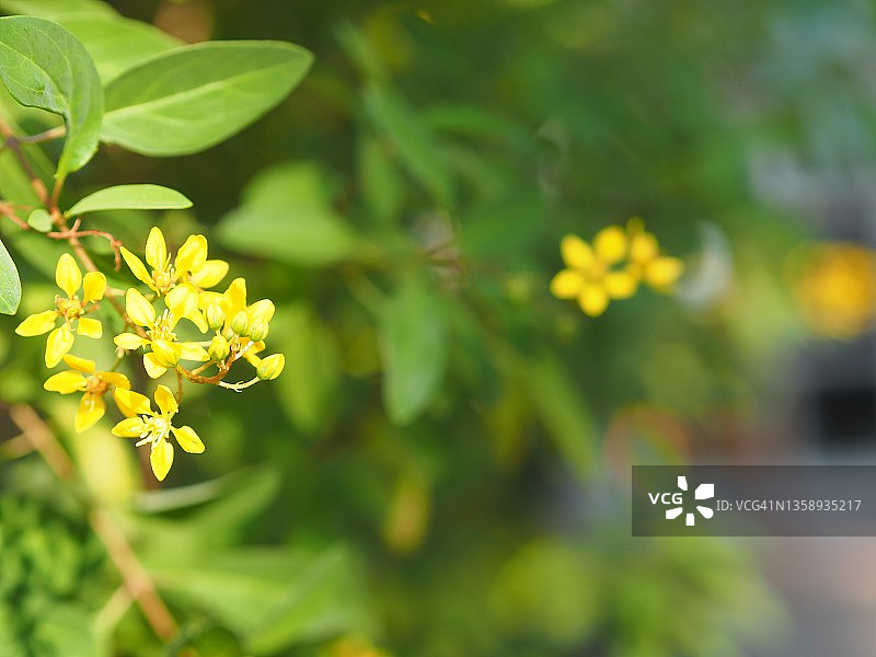 金英花，黄金雨，异药花，在花园中盛开的黄色花朵图片素材