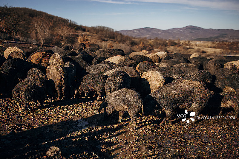 塞尔维亚开放式农场上的一大群曼加利察猪图片素材