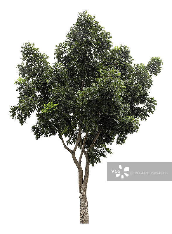 白色背景上隔离的绿色大树，带裁剪路径图片素材