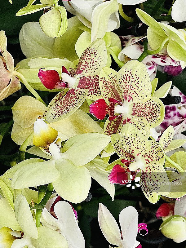 特写混合蝴蝶兰花图片素材