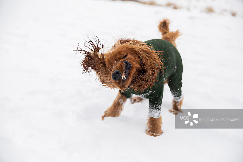 抖掉松散的雪图片素材