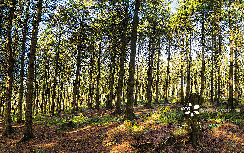 比肯山上的松树图片素材