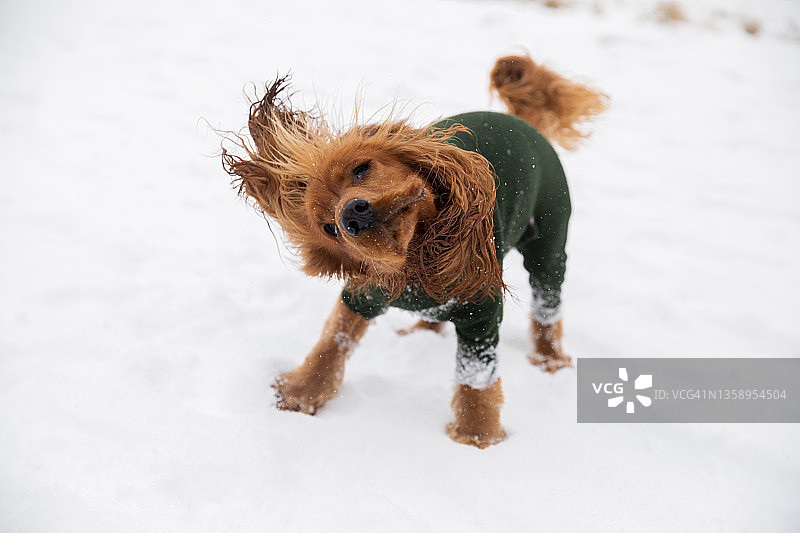 抖落积雪图片素材