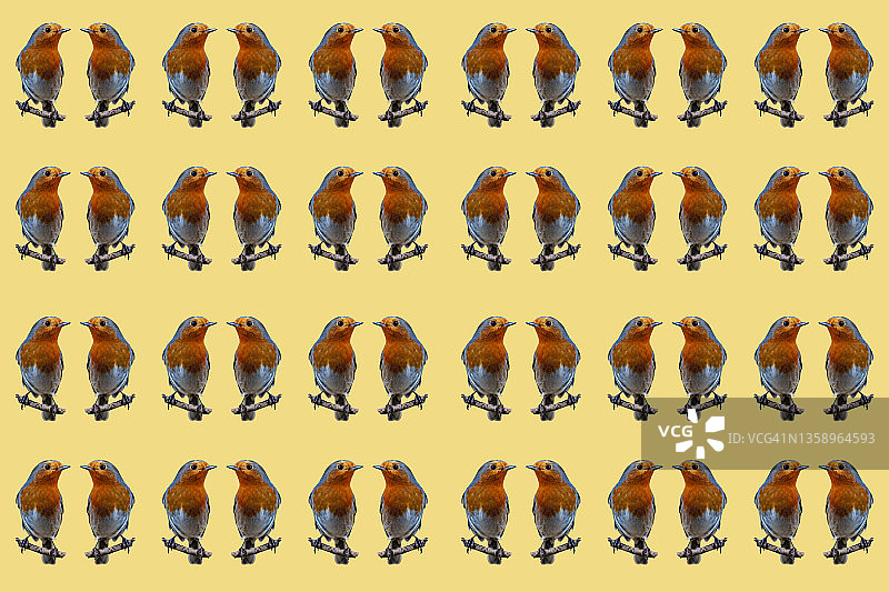 知更鸟构图——鸟类背景图片素材