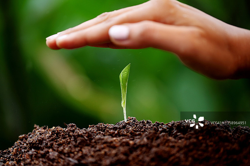 从土壤中生长的植物图片素材