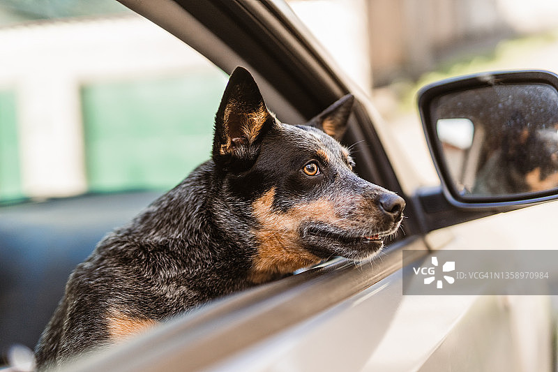 车窗里的小狗肖像图片素材