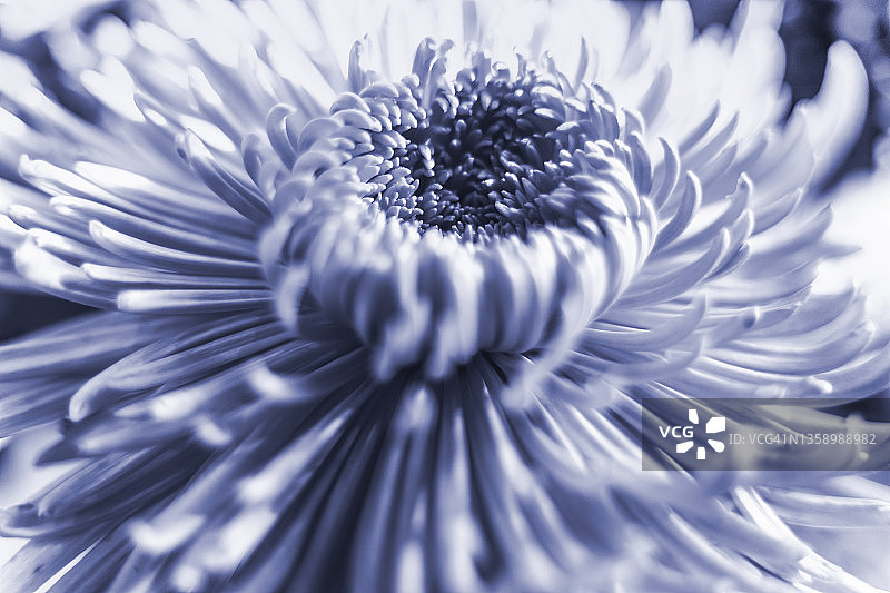 象征2022年的长春花蓝色调菊花花蕾图片素材