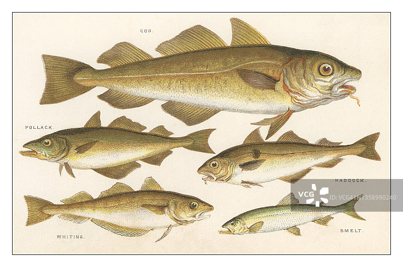 鱼类复古雕刻插图图片素材