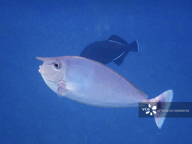 马尔代夫潟湖中的短吻鼻鱼图片素材