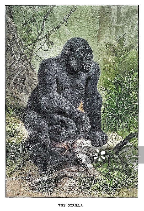 大猩猩的古老雕刻插图图片素材