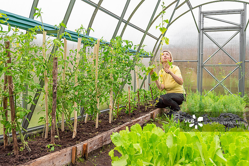 年轻女农民在大棚种植蔬菜图片素材