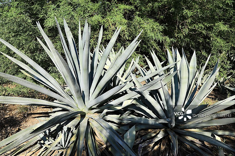 用于龙舌兰酒生产的龙舌兰作物图片素材