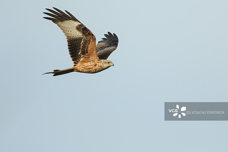 蓝天下飞翔的红鸢图片素材