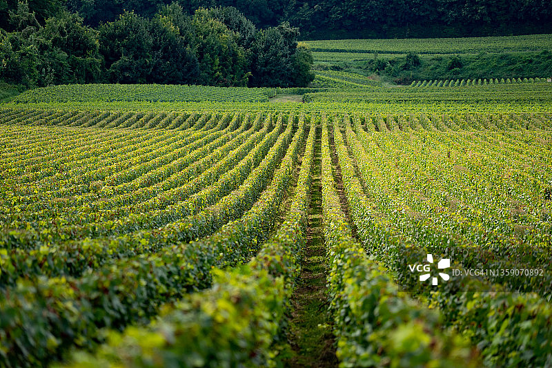 准备收获的成排酿酒葡萄图片素材
