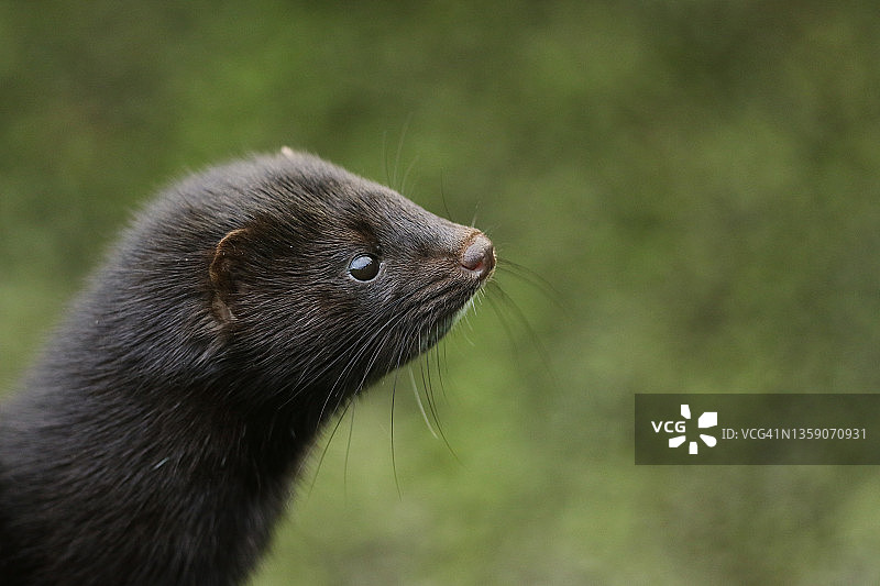 英国野生动物中心水貂的头部特写图片素材
