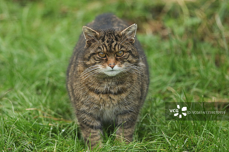 野猫站在英国野生动物中心草地中图片素材