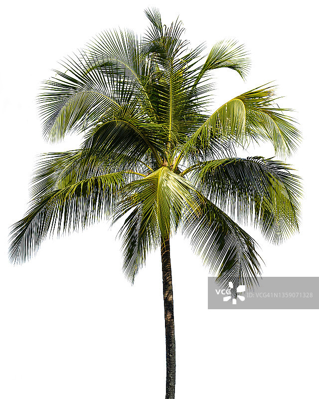 白色背景上的椰子树图片素材