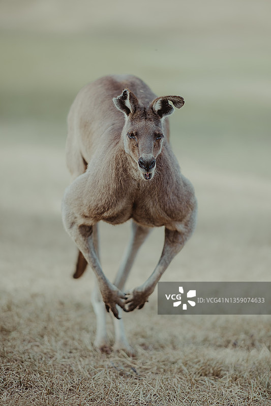 跳跃的袋鼠图片素材