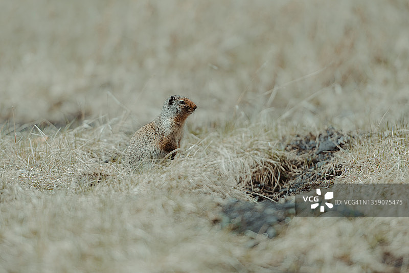 草原土拨鼠图片素材