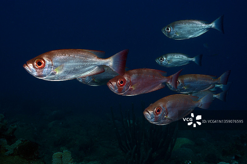 大眼鱼群图片素材