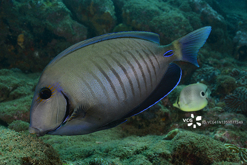 医生鱼图片素材