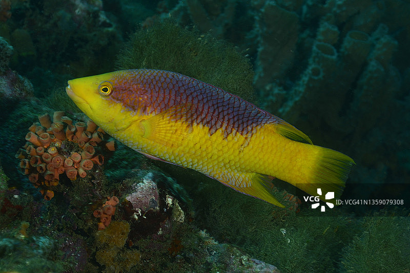 西班牙猪鱼图片素材