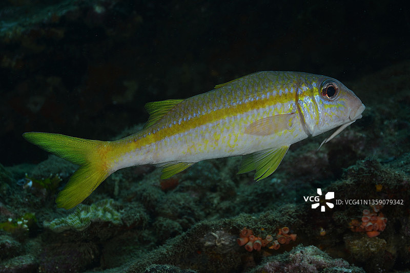 黄色副绯鲤图片素材