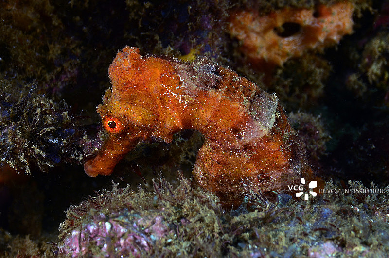 长吻海马图片素材