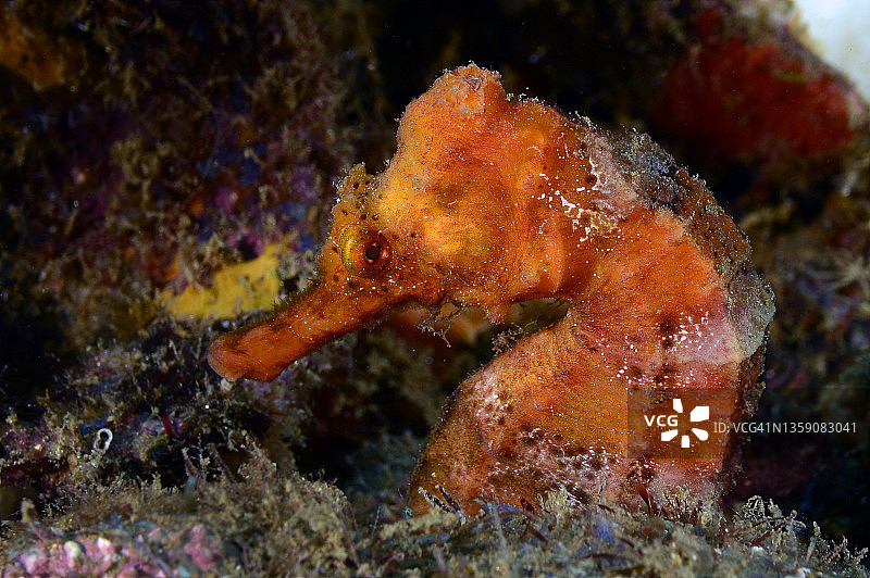 长吻海马图片素材