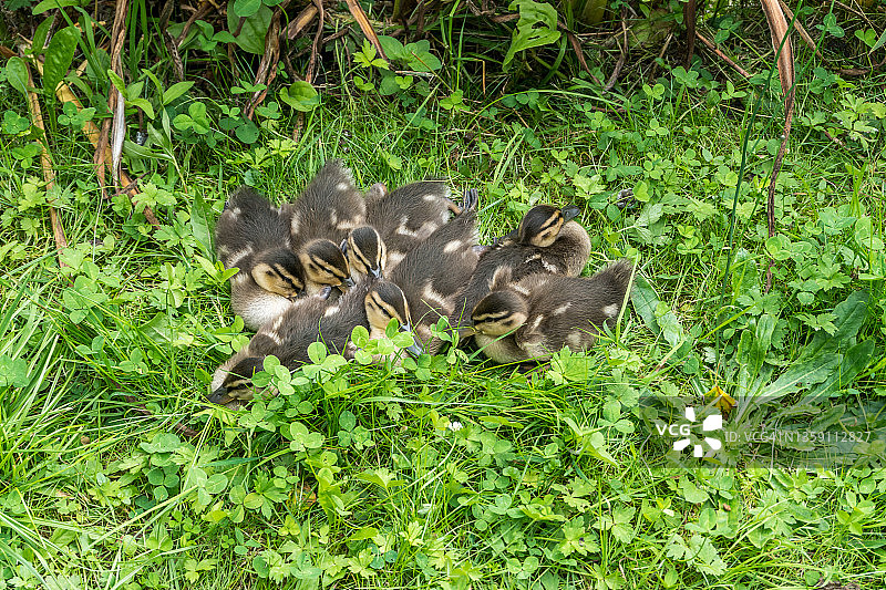 在一起的绿头鸭幼崽特写图片素材