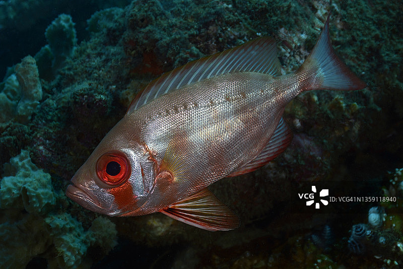 大眼鱼群图片素材