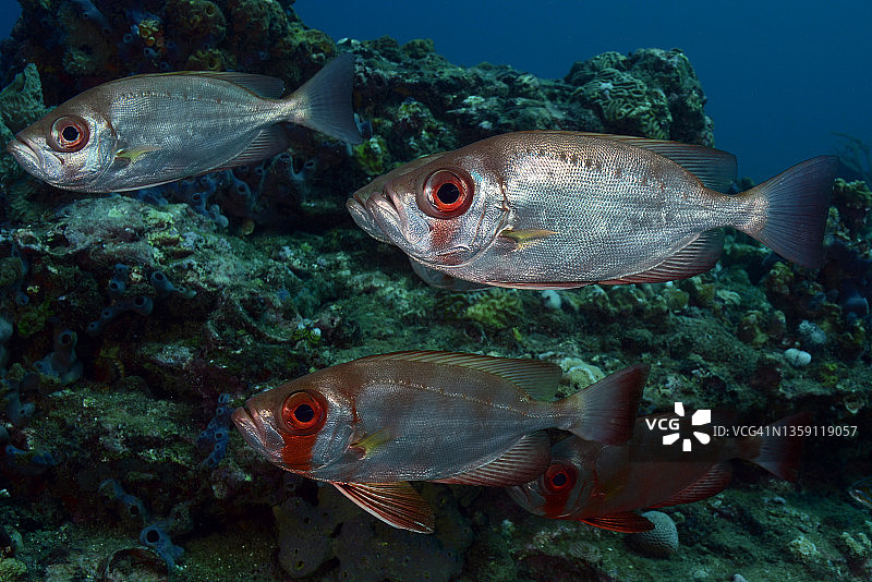 大眼鱼群图片素材