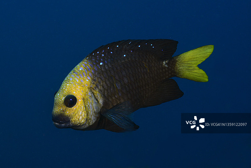 黄尾雀鲷图片素材