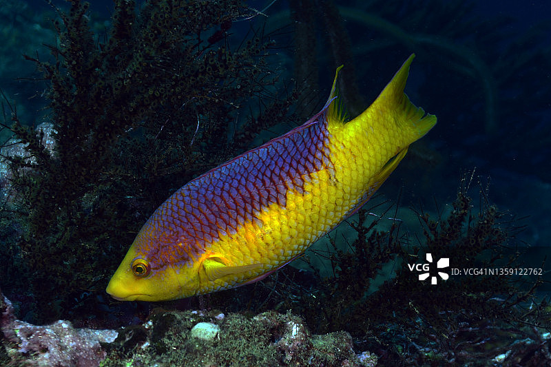 西班牙猪鱼图片素材