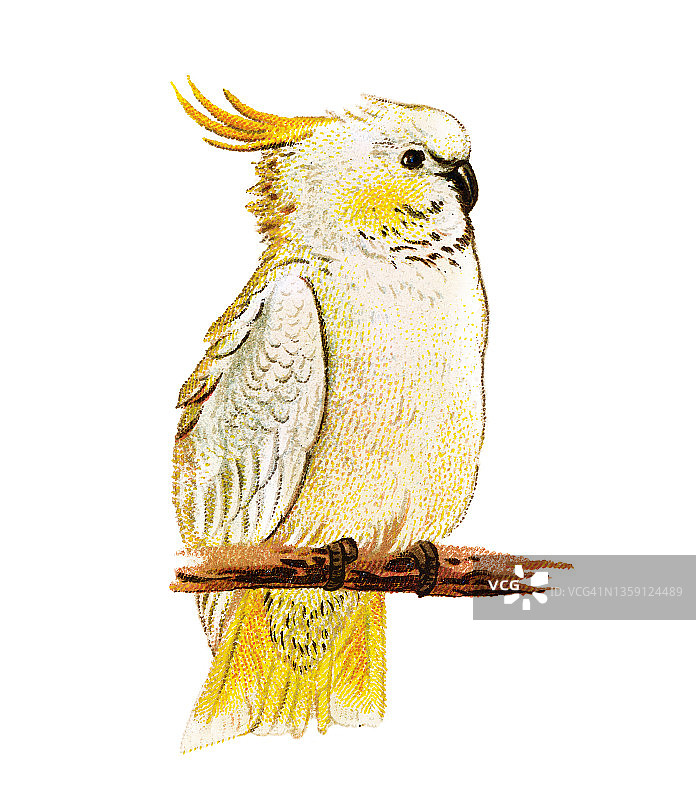 凤头鹦鹉鸟类学古老彩 lithograph 插图图片素材