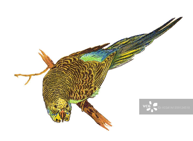 老式彩色石印鸟类学插图：虎皮鹦鹉图片素材