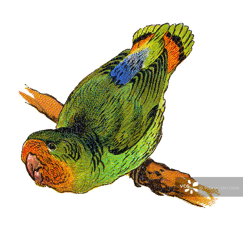鸟类学——鹦鹉的古老彩 lithograph 插图图片素材