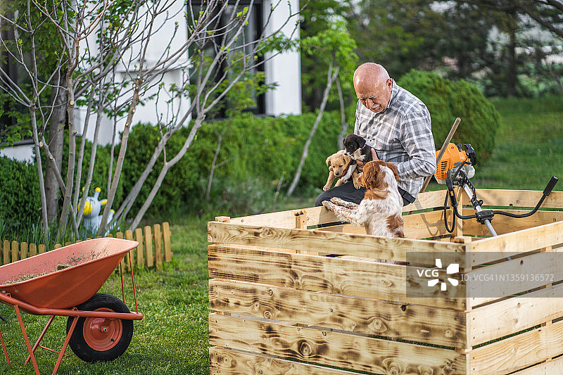 年长的男人在后院的木栅栏上坐着，抱着两只小狗图片素材