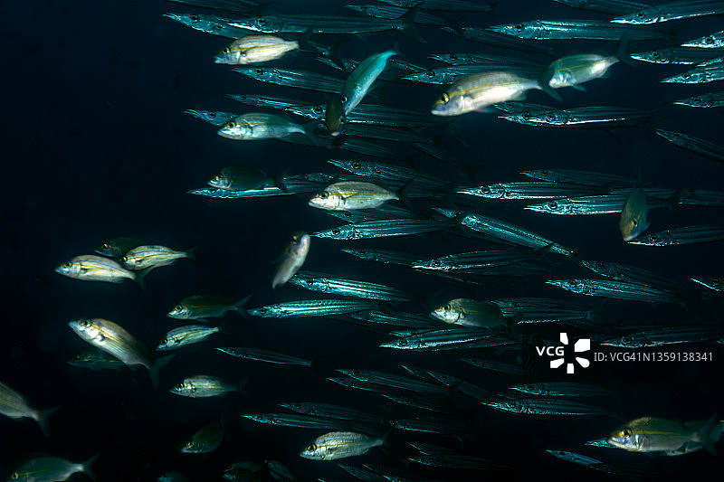 南方魣鱼群图片素材