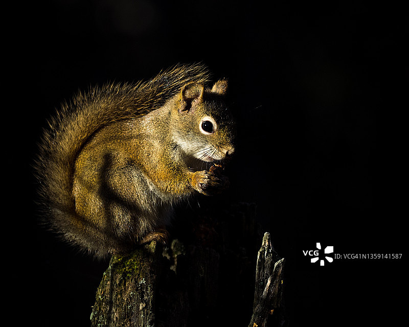 阳光下的森林松鼠图片素材
