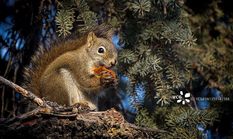 在树上吃东西的松鼠图片素材