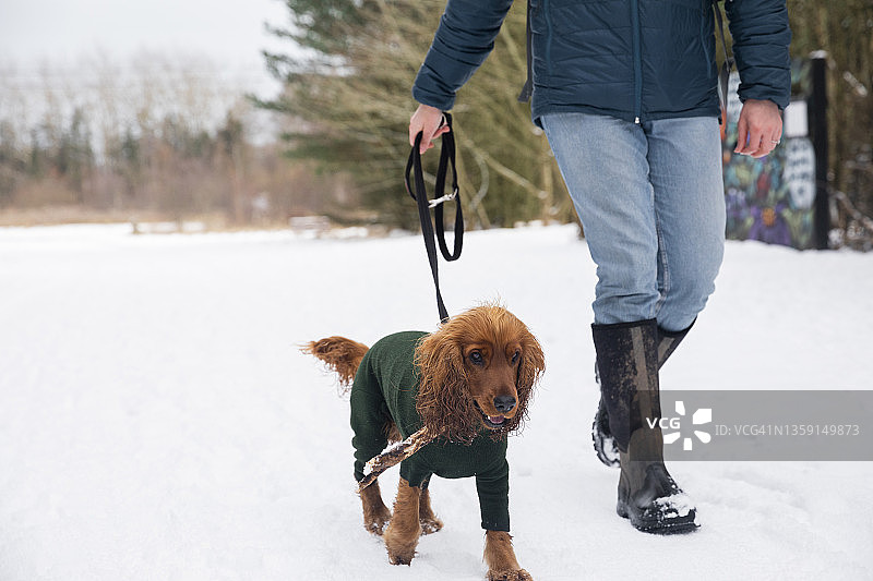 在雪地里遛狗图片素材