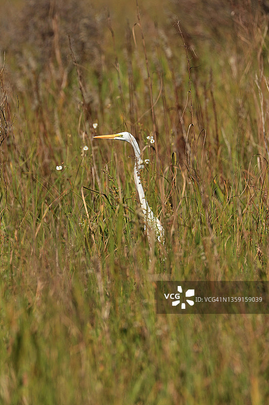 佛罗里达州法卡哈奇州立公园草地上的大白鹭图片素材