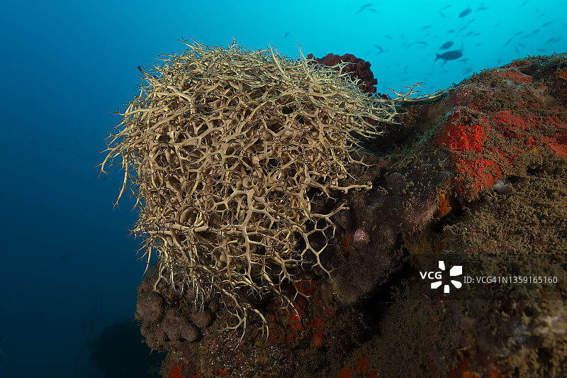 巨型篮星图片素材