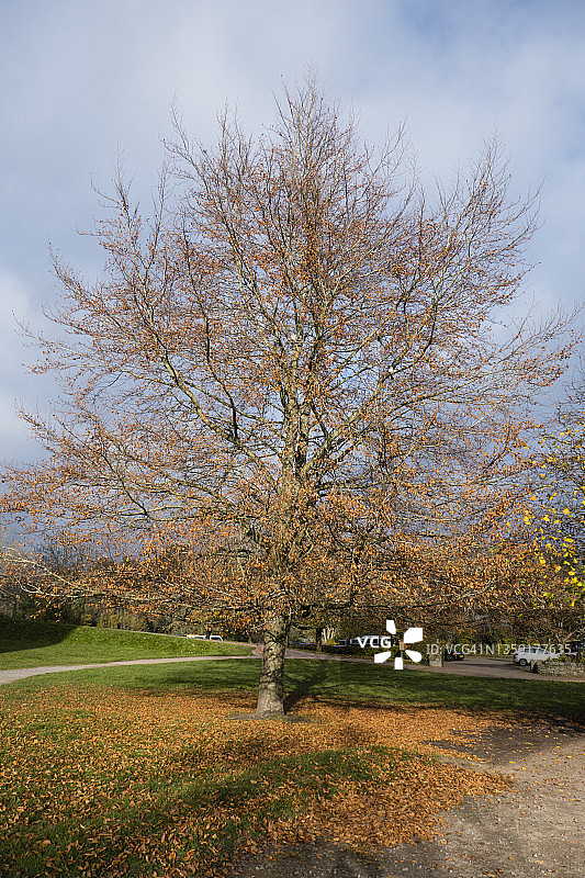 秋色的山毛榉树，切普斯托城堡附近图片素材