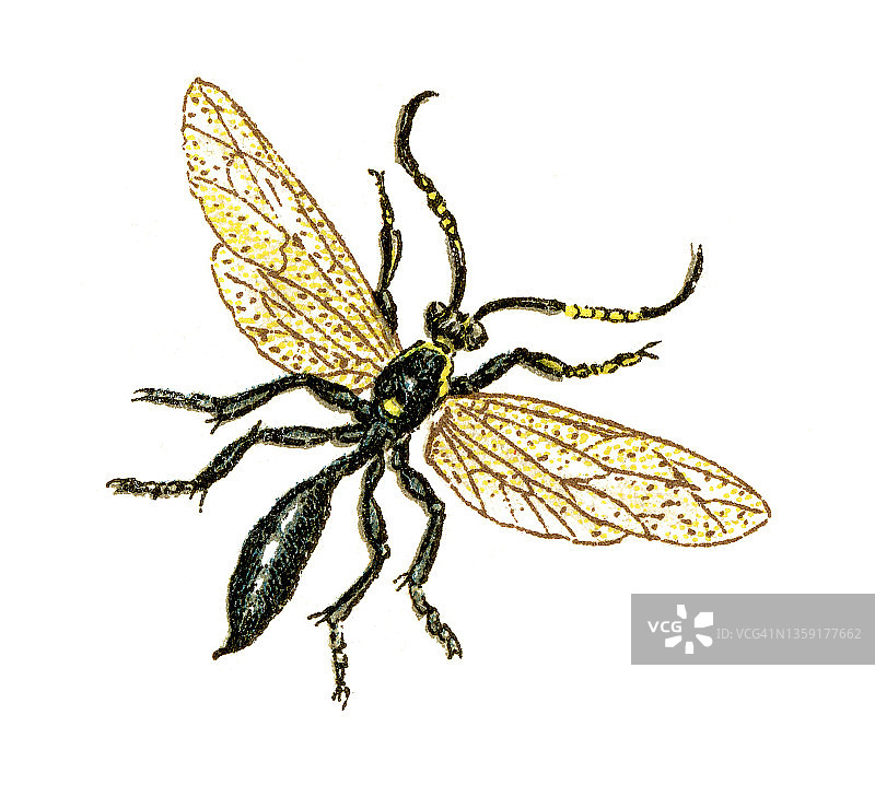 食蚜蝇古老彩色石印插图图片素材