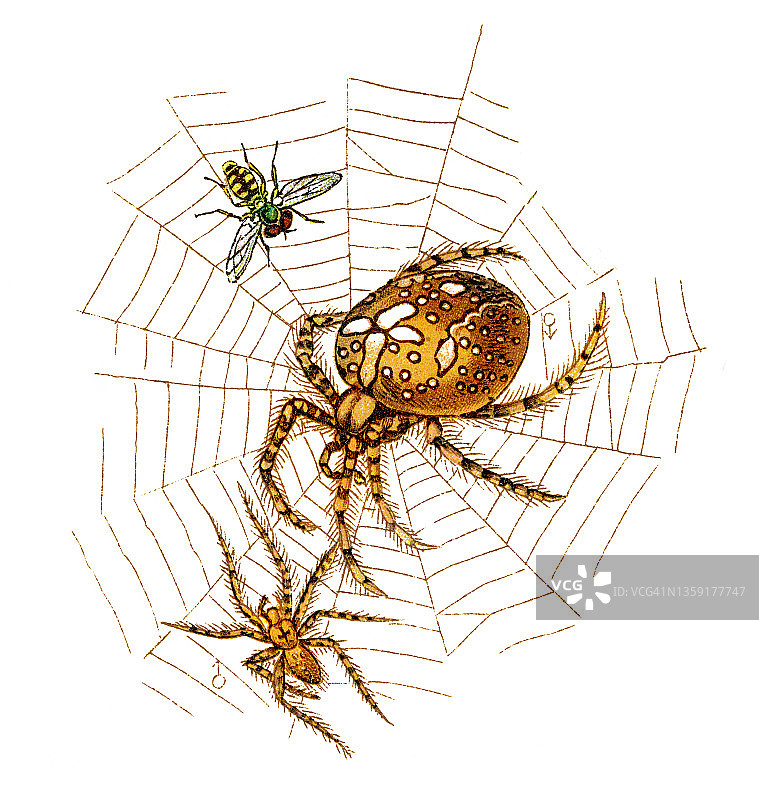 花园蜘蛛（Araneus diadematus）的古老彩色石印插图图片素材
